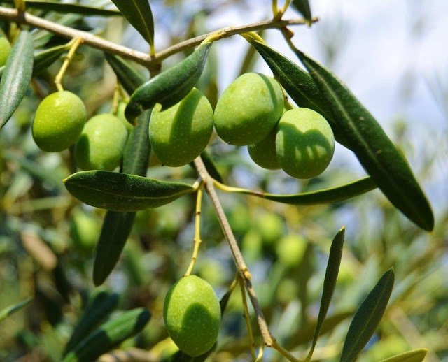 Cobrancosa Extra Virgin Olive Oil