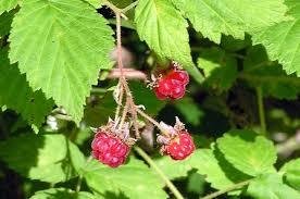 Cascadian Wild Raspberry Aged White Balsamic Vinegar