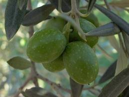 Melgarejo Hojiblanca Extra Virgin Olive Oil