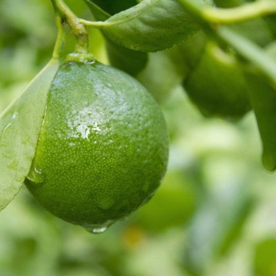 Key Lime Aged White Balsamic Vinegar