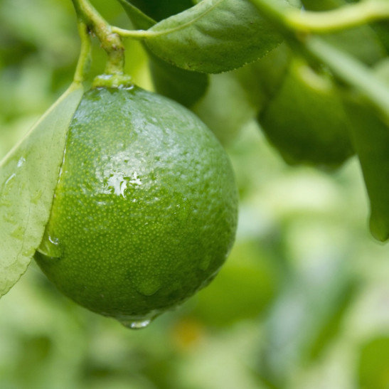 Key Lime Aged White Balsamic Vinegar