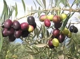 Melgarejo Picual Extra Virgin Olive Oil