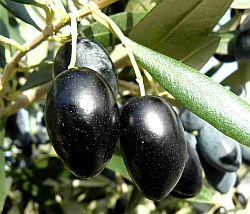 Kalamata Extra Virgin Olive Oil
