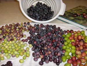 Sonoma County Italian Blend Extra Virgin Olive Oil