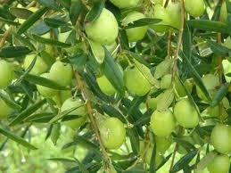 Biancolilla Extra Virgin Olive Oil