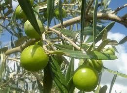 Nocellara Extra Virgin Olive Oil