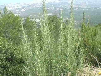 Organic Wild Rosemary Extra Virgin Olive Oil