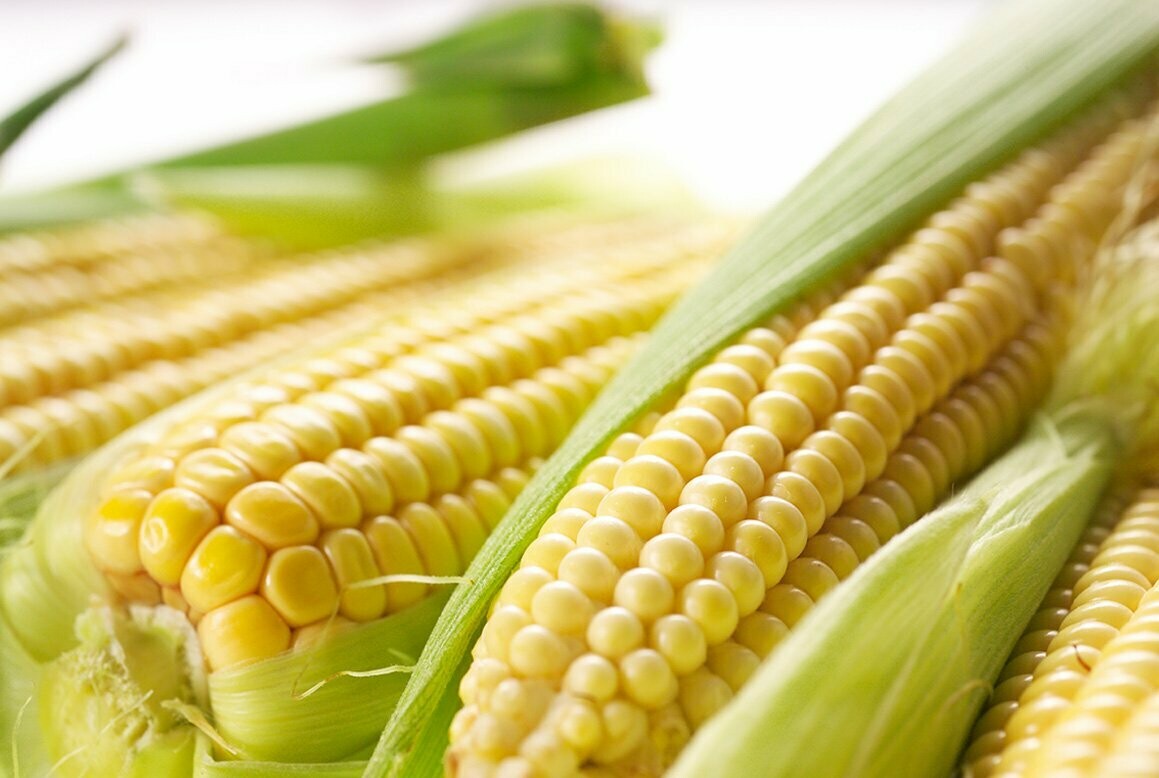 Fresh Sweet Corn (Sut Misir) 4pcs With Cover