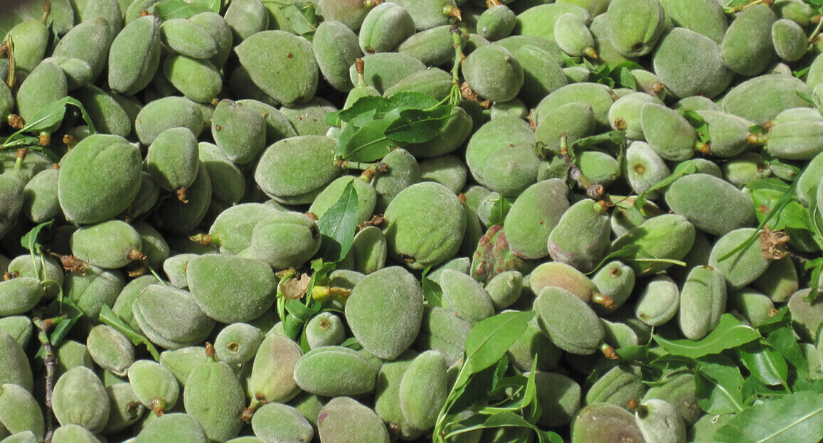 Cagla ~ Fresh Almond 1lb