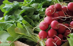 Amish Farm Red Radish Regular Bandle