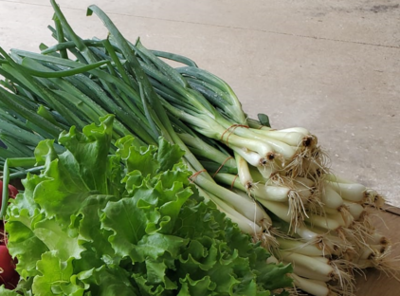 Amish Farm Green Onion - Scallion - Regular 1 Bandle