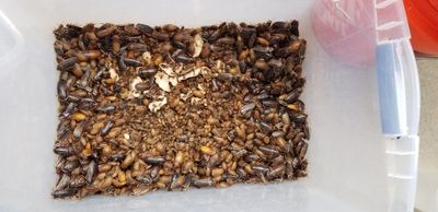 Dubia Roaches (Blaptica Dubia)