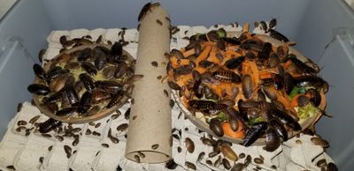 Dubia Roaches (Blaptica Dubia)