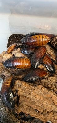 Madagascar Hissing Roach "LLE Mahogany" (Gromphadorhina portentosa)