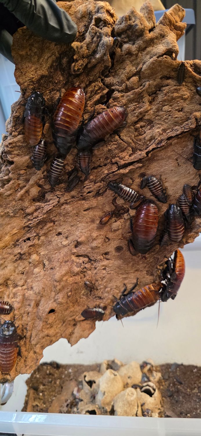 Madagascar Hissing Roach "LLE Mahogany" (Gromphadorhina portentosa)
