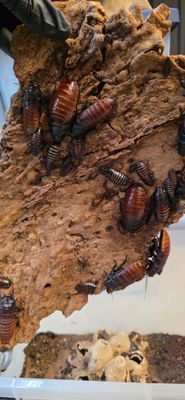 Madagascar Hissing Roach "LLE Mahogany" (Gromphadorhina portentosa)