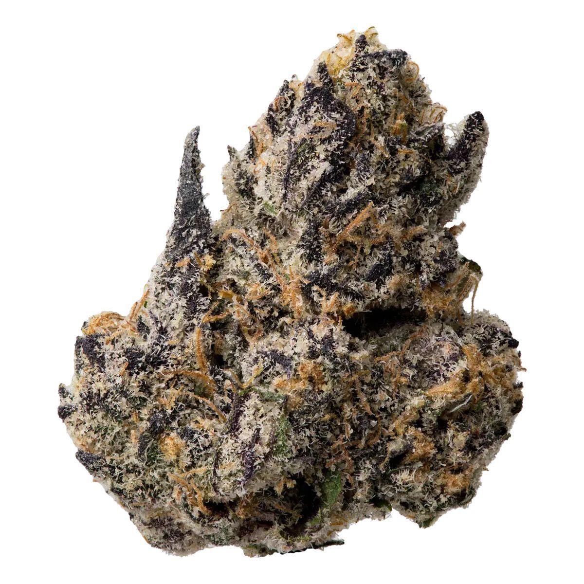 GUAVA ZOAPY | INDICA