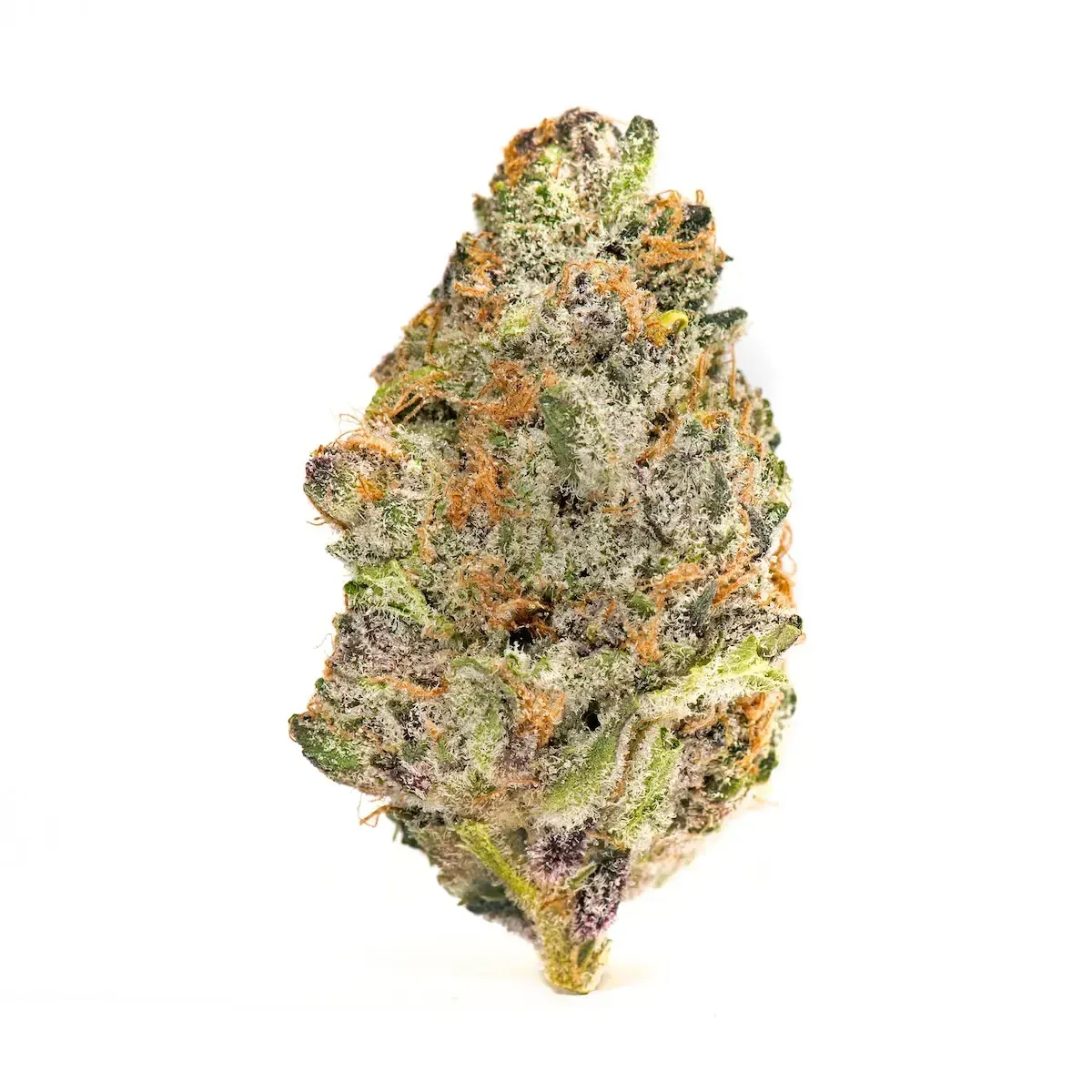 ELECTRIC MIMOSA | HYBRID