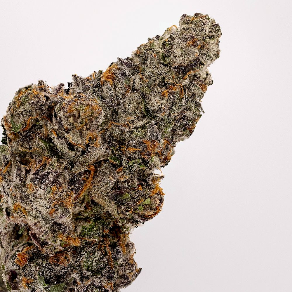 WHITE ZERBERT | HYBRID