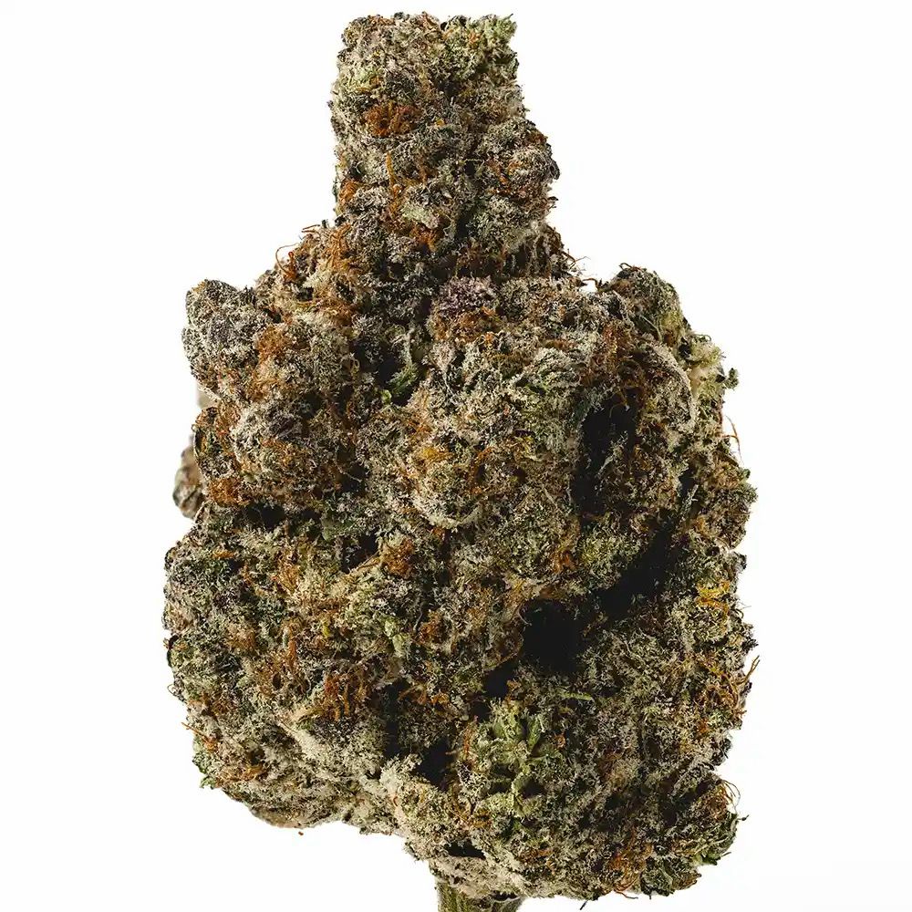 WHITE ZERBERT | HYBRID