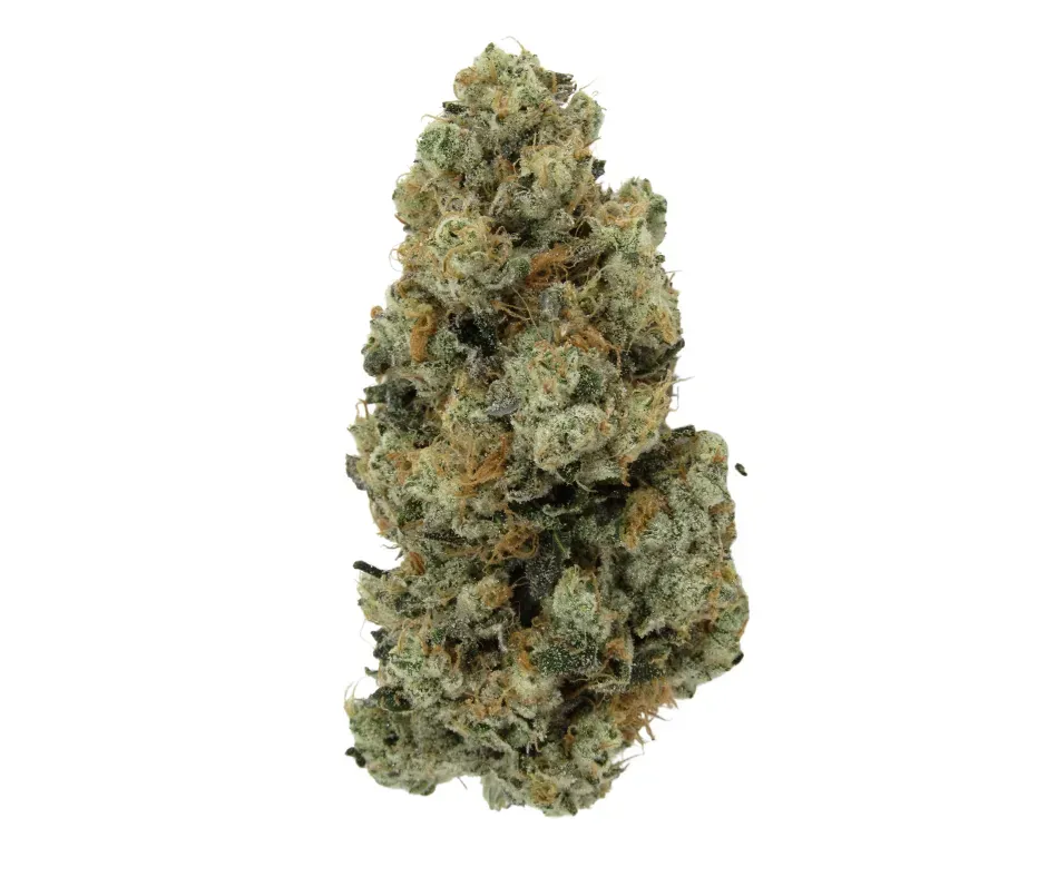 KUSH MINTZ | HYBRID