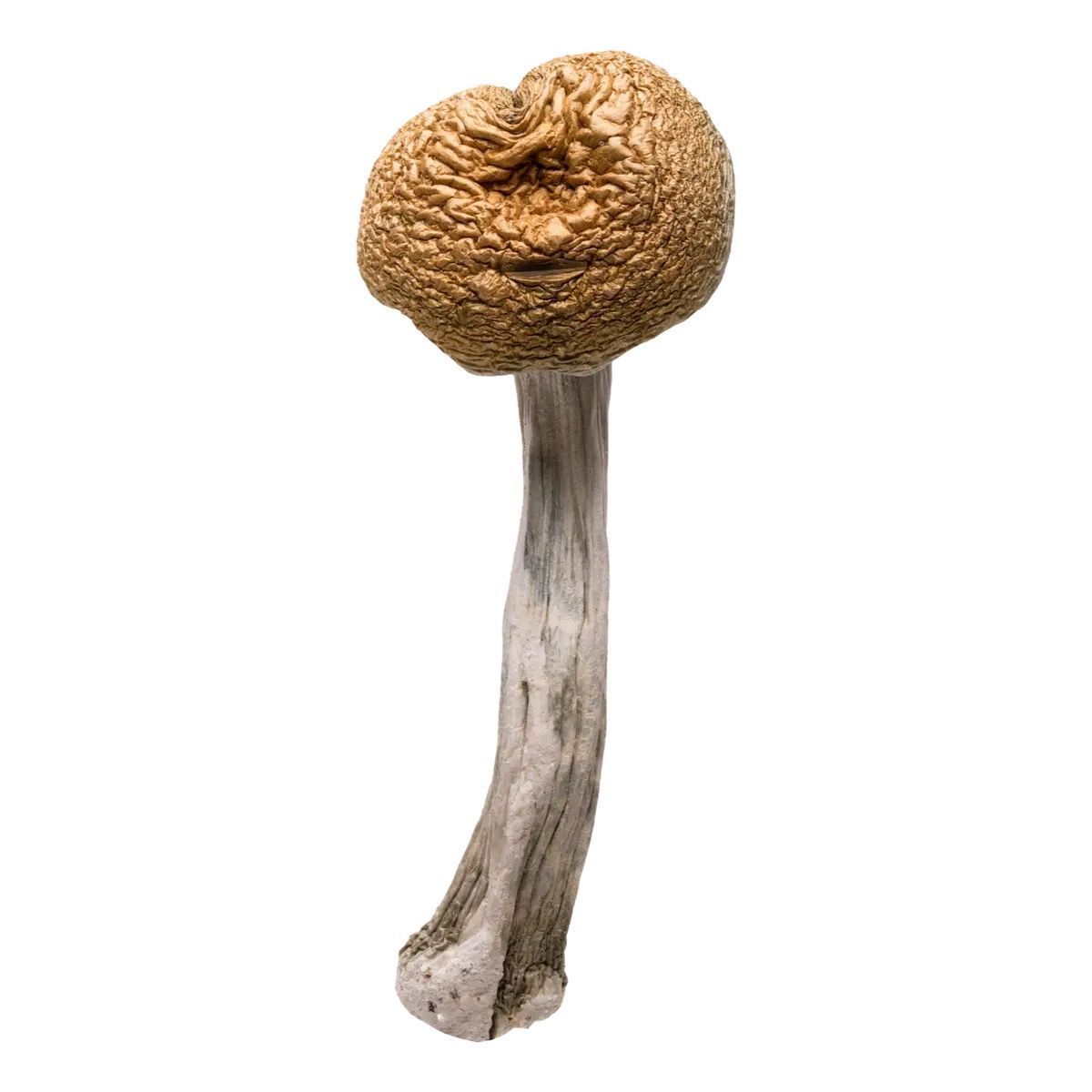Golden Teachers