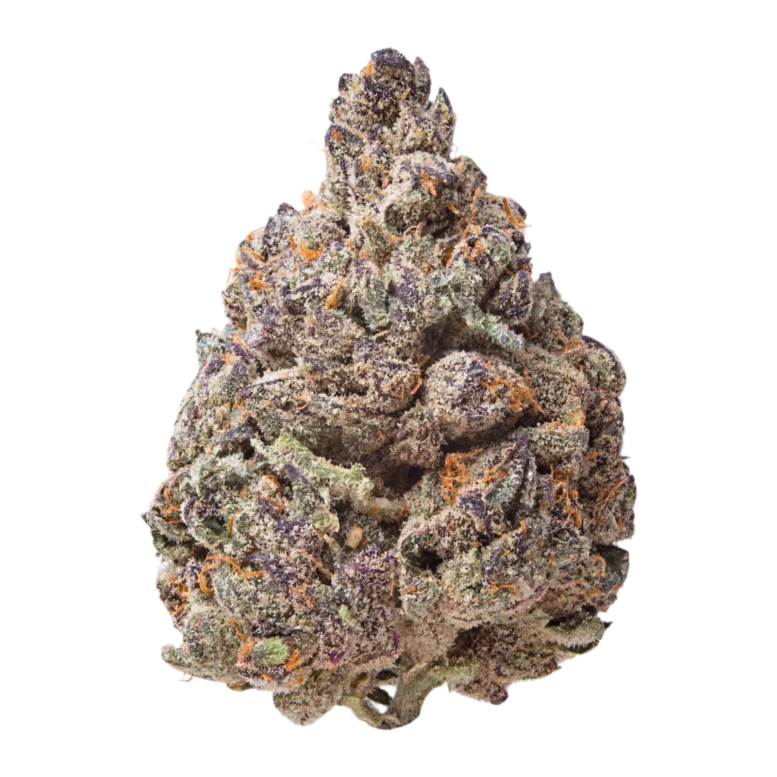 BOSTON CREAM PIE | HYBRID view 2
