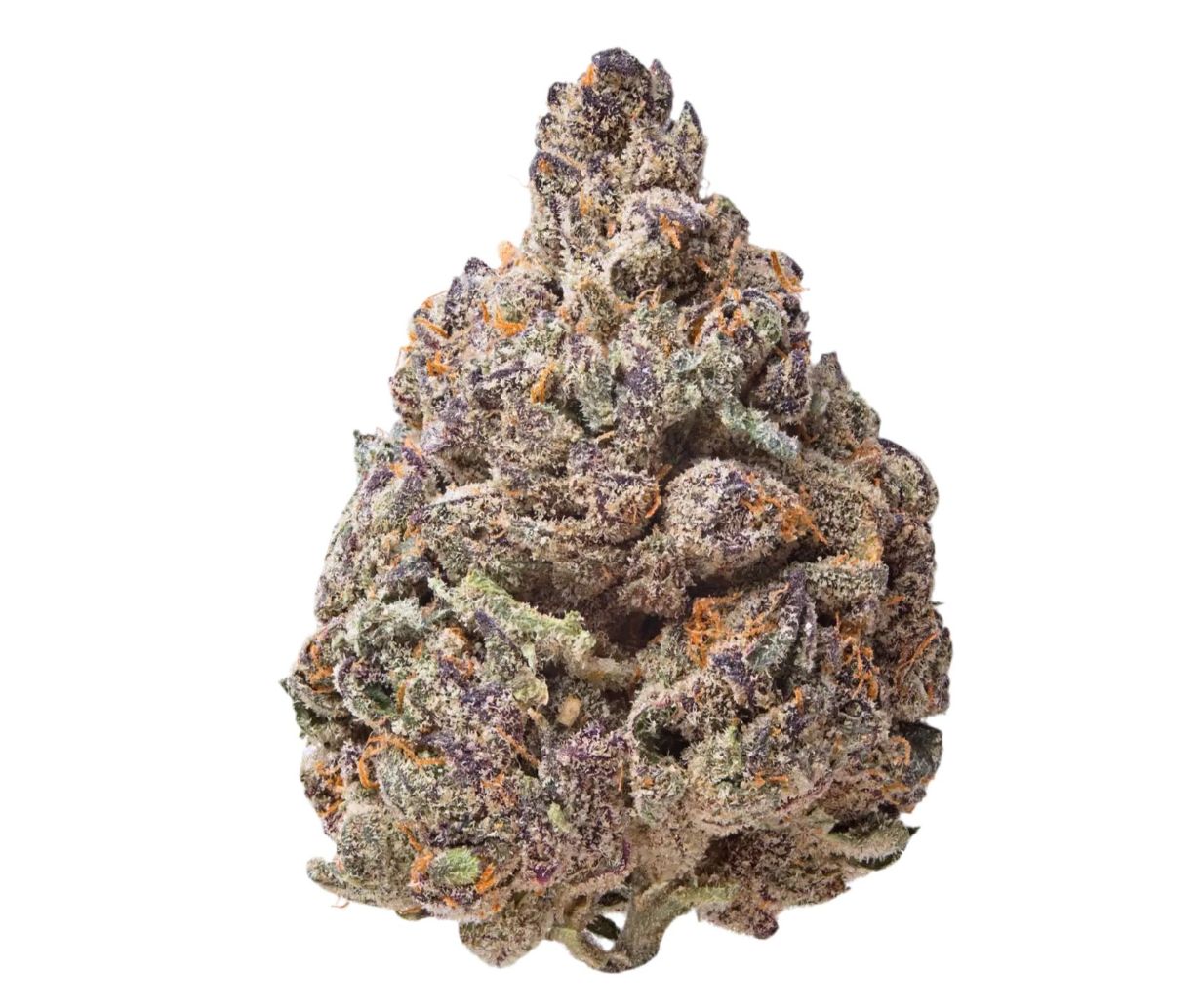 BOSTON CREAM PIE | HYBRID