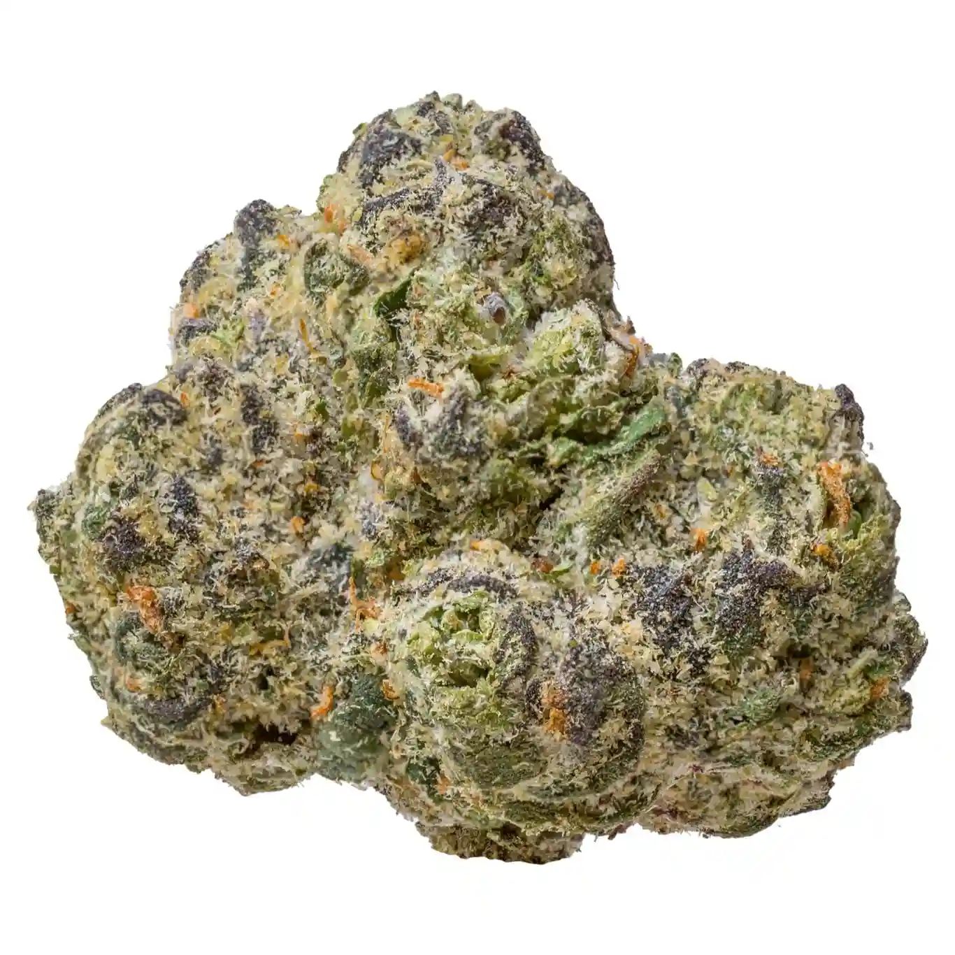 Blue Gumbo | HYBRID