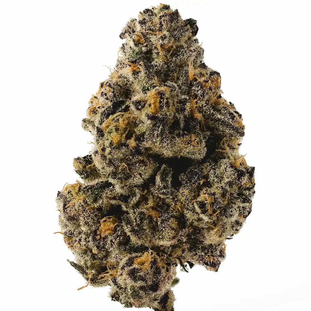 Cherry Zoap | HYBRID