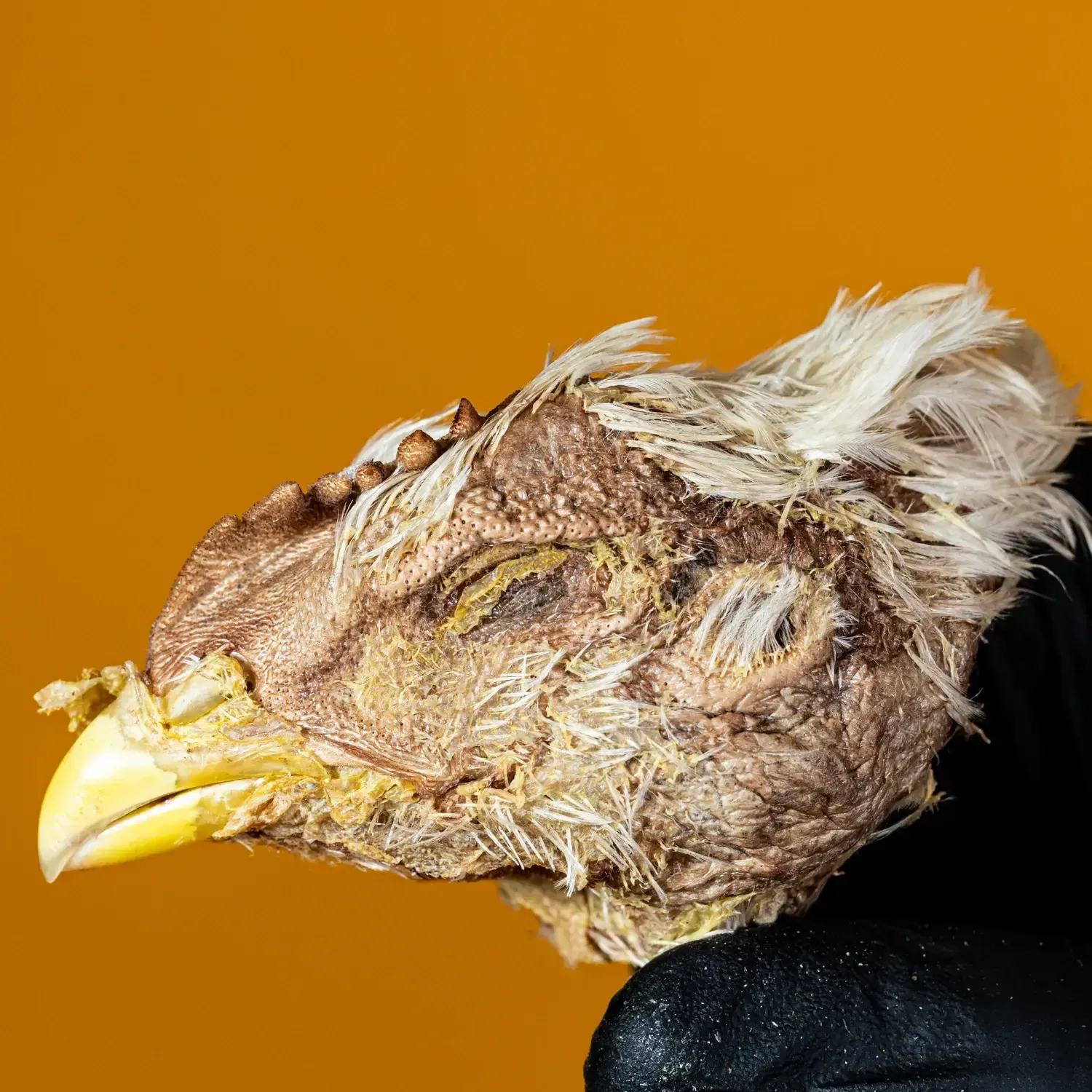 Chicken Head - Freeze-Dried Treat for Dogs: 1 Chicken Head - Unwrapped/Loose
