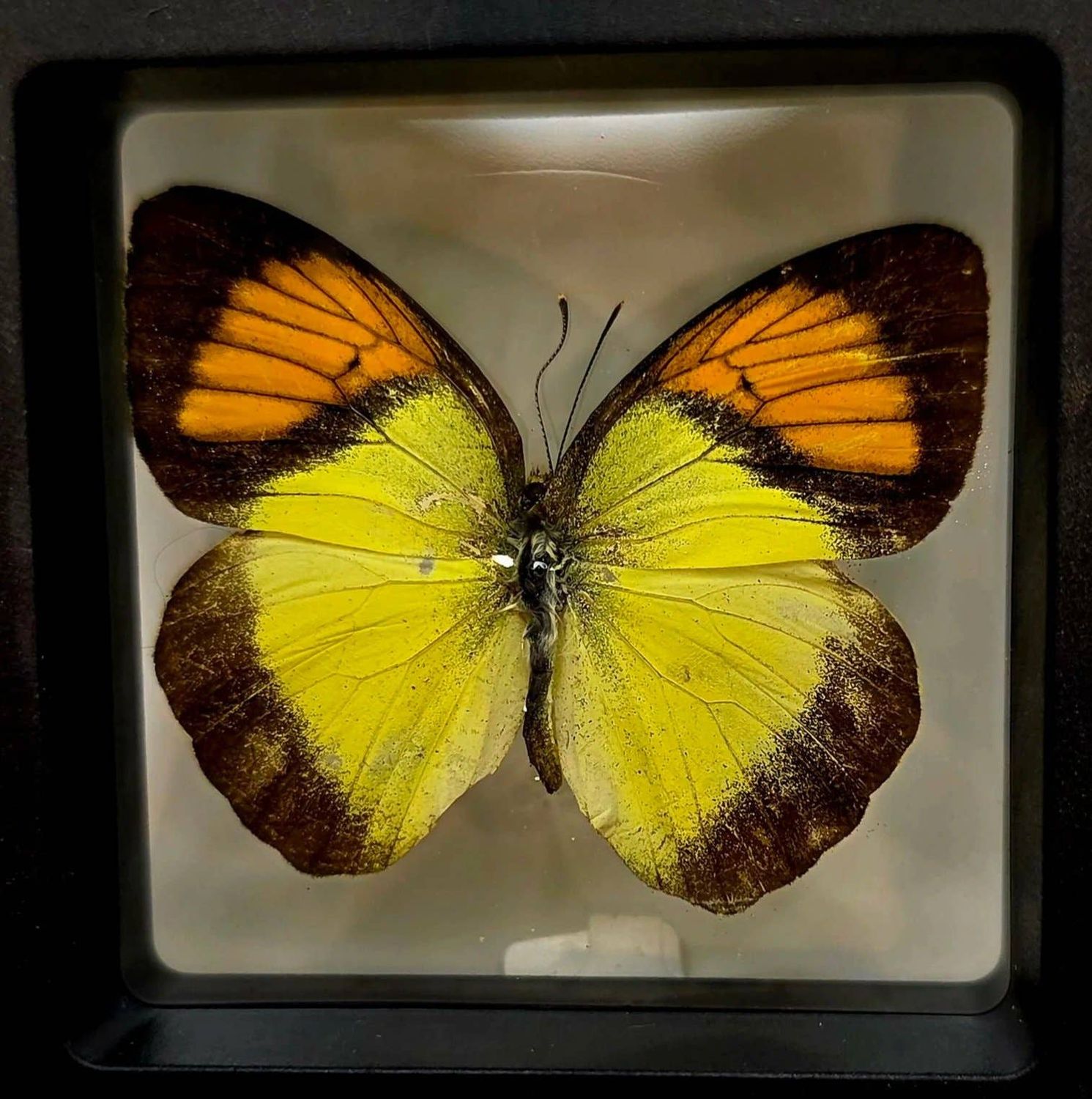 Ixias Pyrene (Yellow Orange Tip)