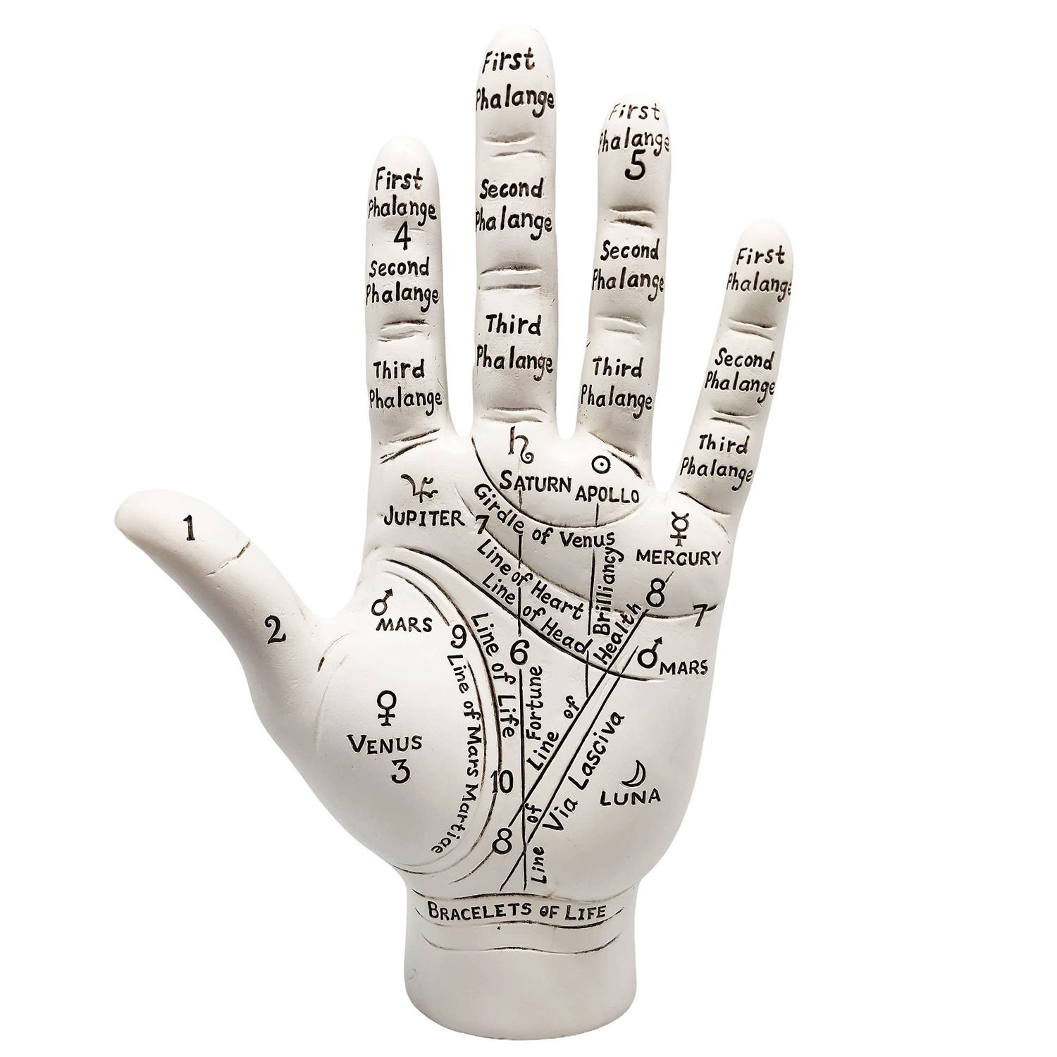 Big Palmistry Hand