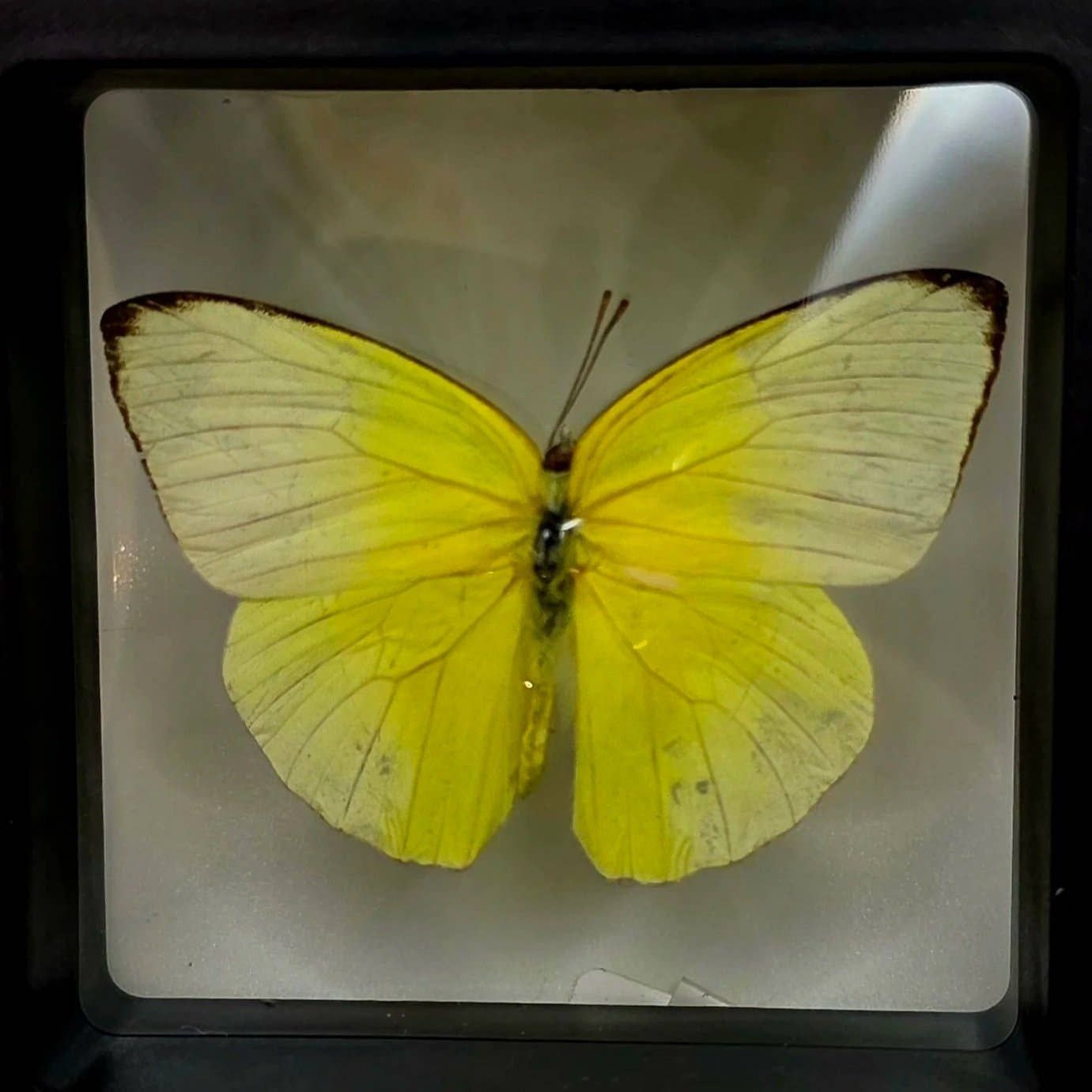 Aphrissa statira (Statira Sulphur)