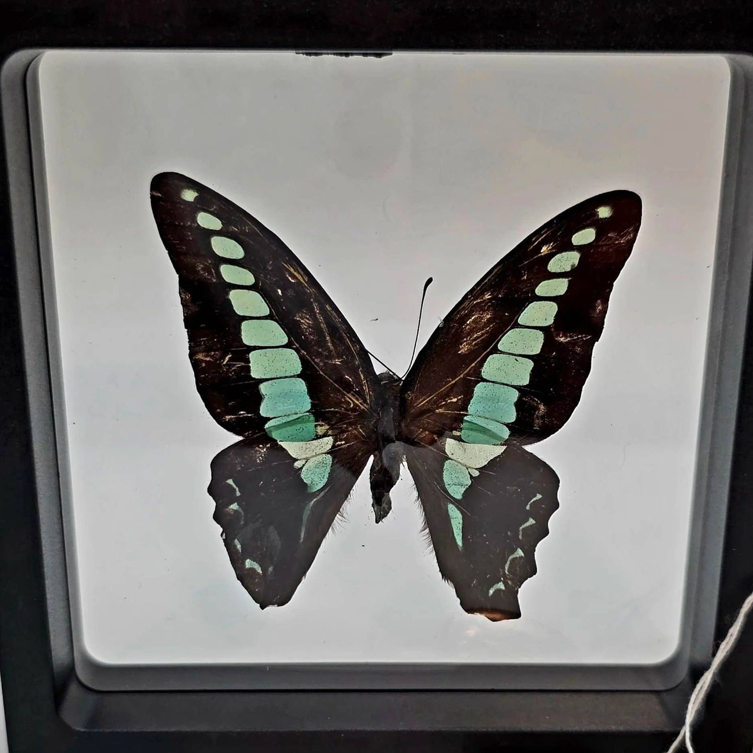 Graphium sarpedon (Common Bluebottle)