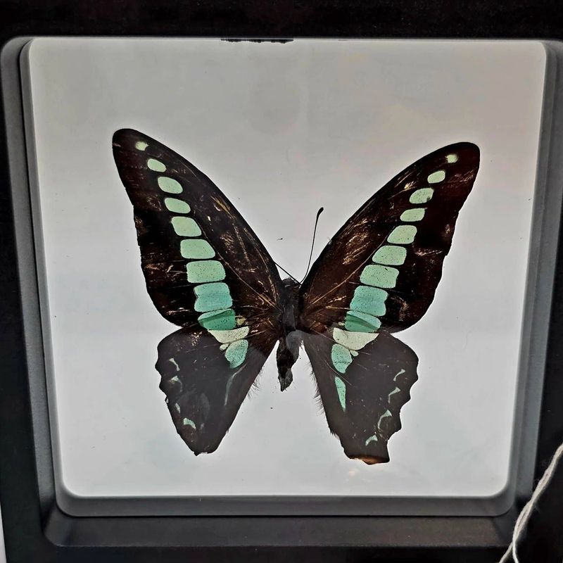 Graphium sarpedon (Common Bluebottle)