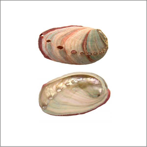 Red Abalone Shell 2-3 inch