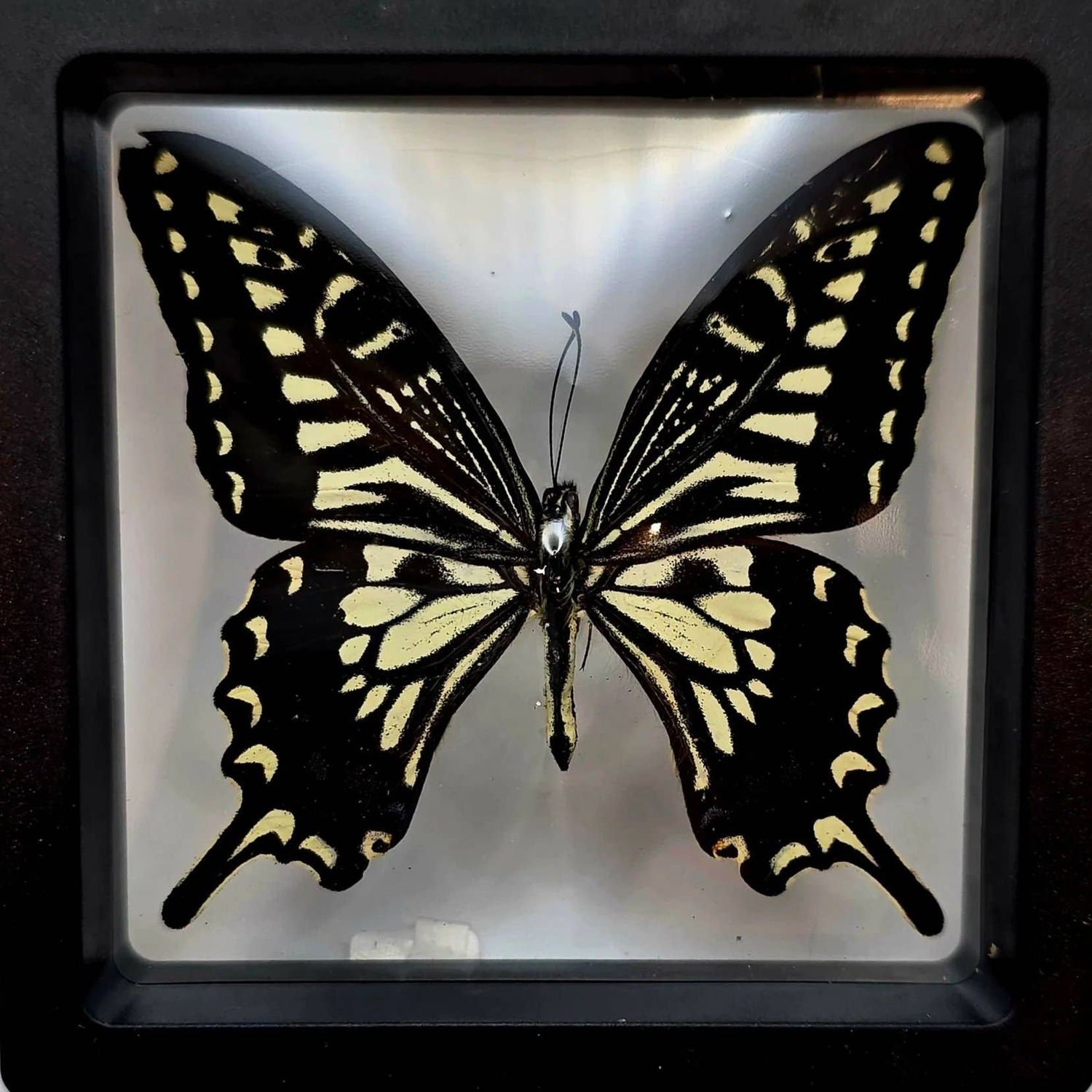 Papilio Xuthus (Asian Swallowtail)