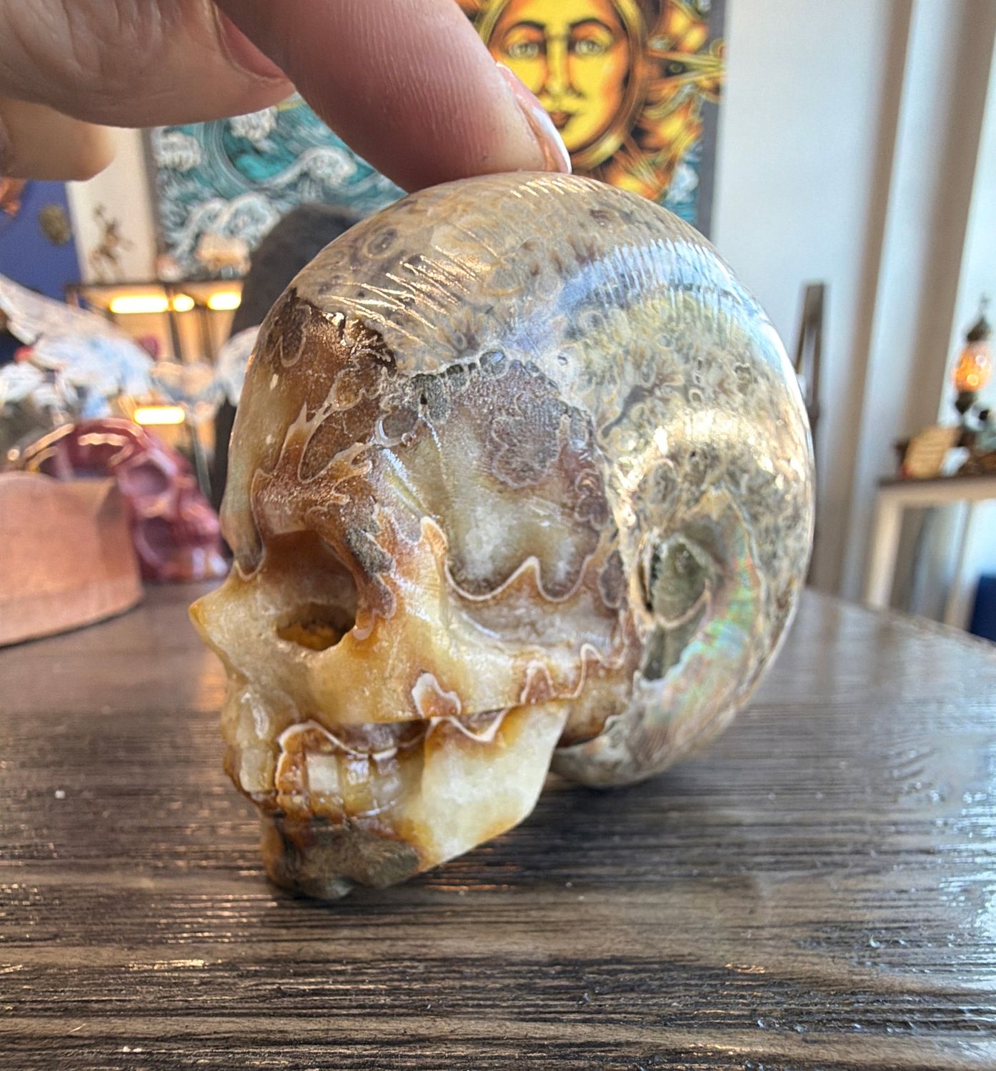 Ammonite Skull