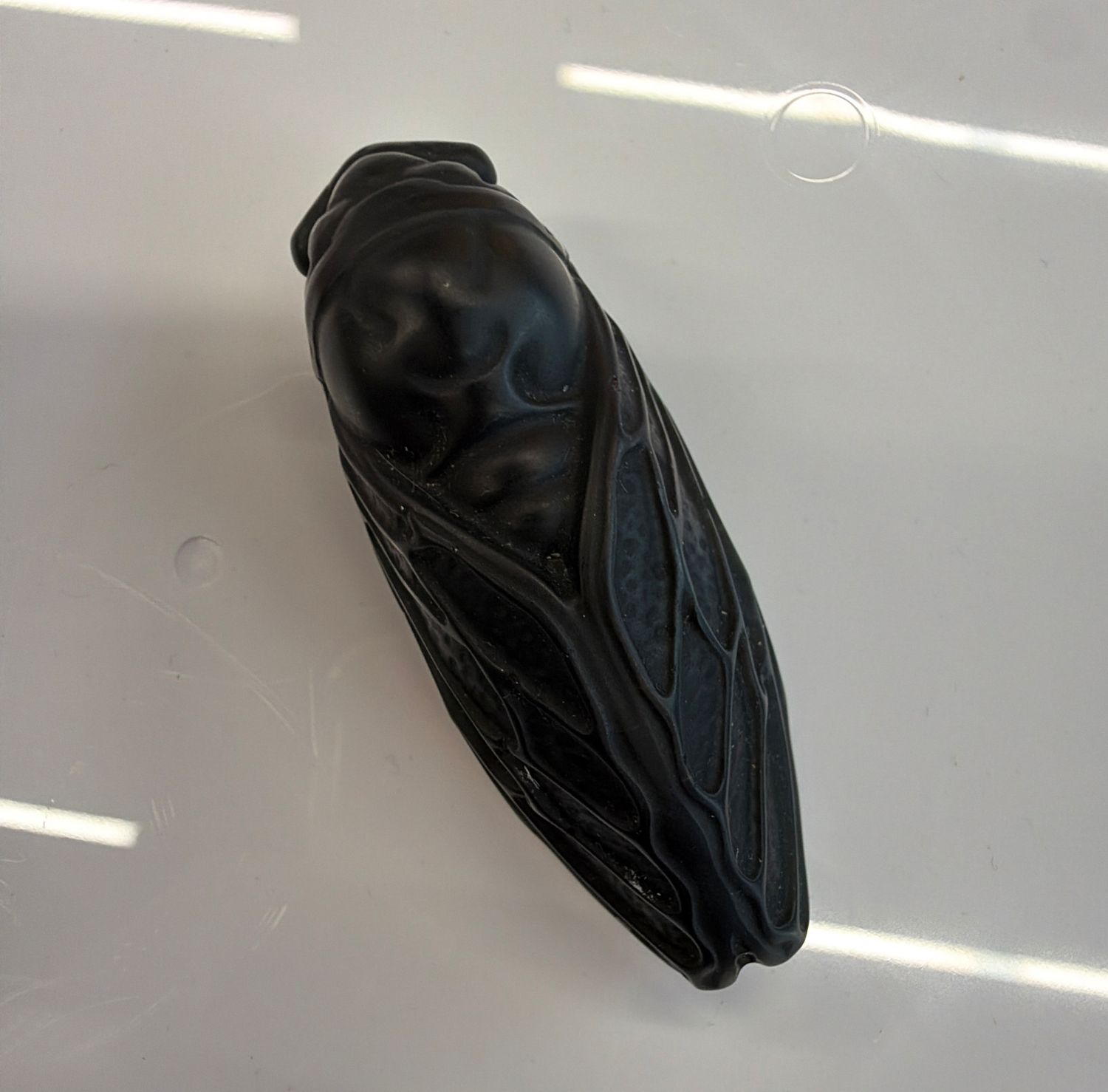Obsidian Cicada