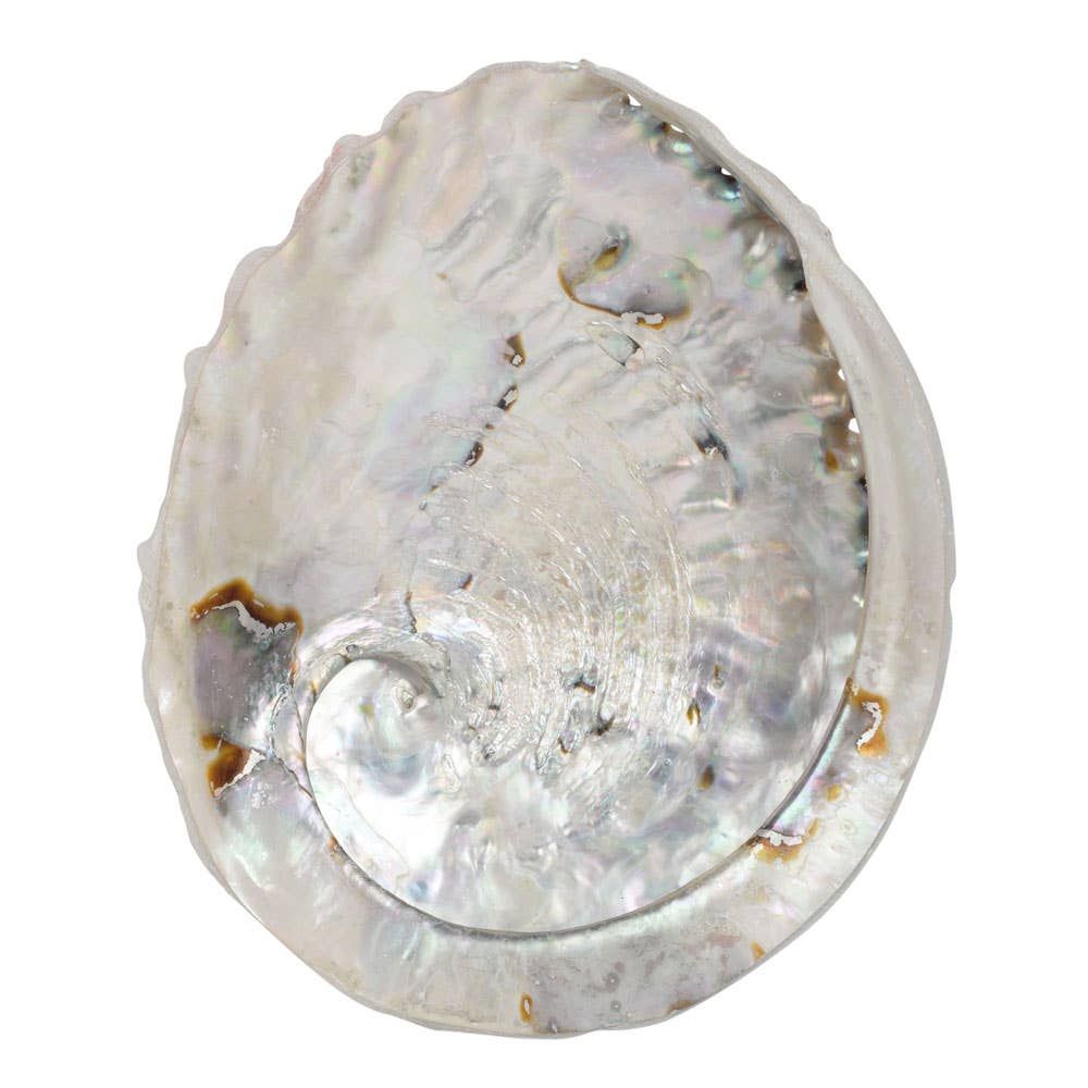 Abalone Shell 5.5"-6"
