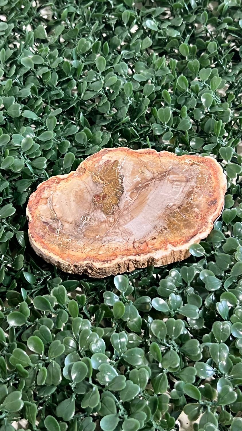 Petrified Wood Slab 4-5"