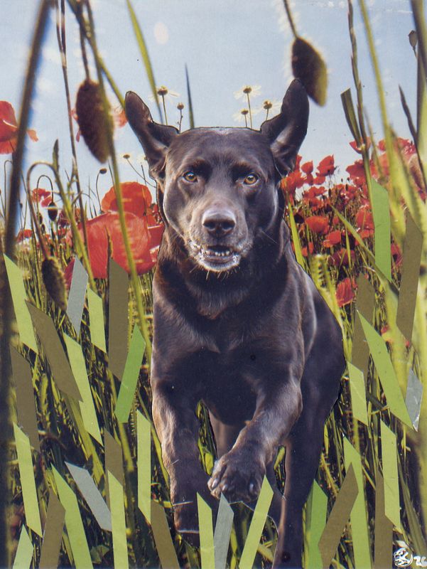 Hund im Grün