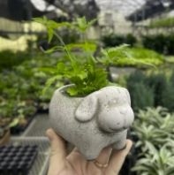 Mini Cement Dog Planter