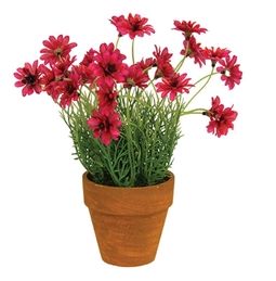 Potted Star Daisy Pink