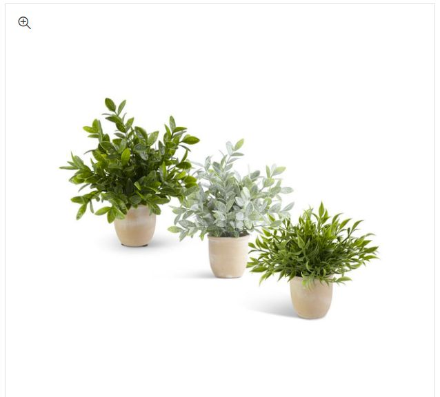 Assorted 11 inch Herbs in Terracotta Pot