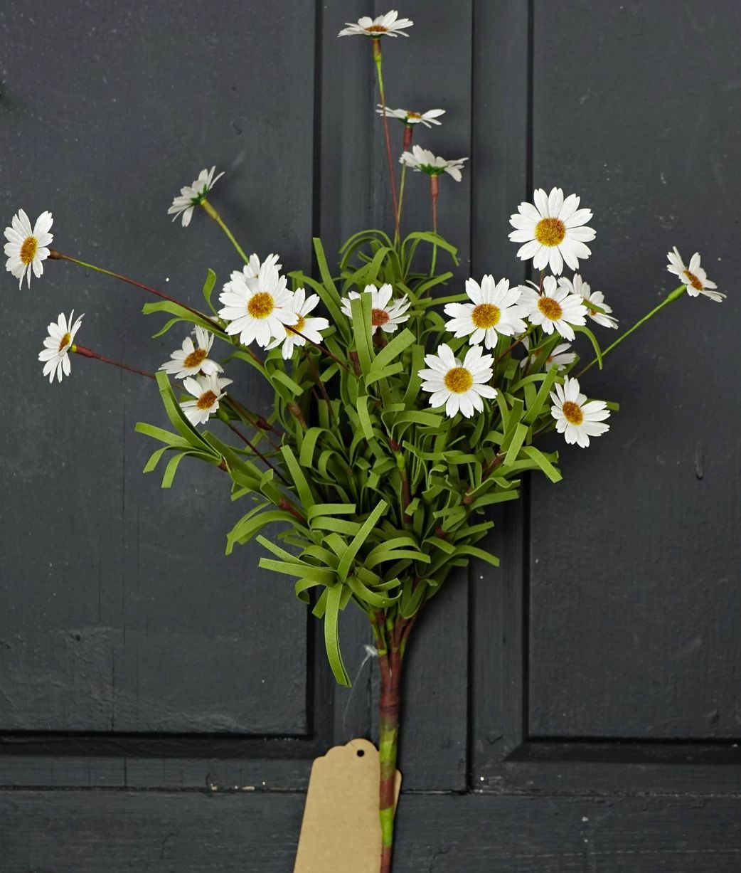 18in Mini Mountain Daisy Bush