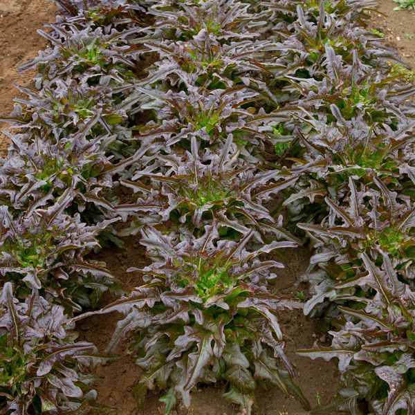 Red Oak Leaf | Premium Garden-Fresh Heirloom Lettuce Seeds