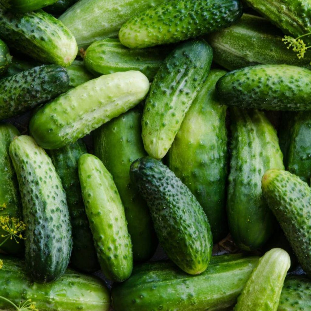 New Harvest of Fresh Premium | Boston Pickling Heirloom Cucumber Seeds