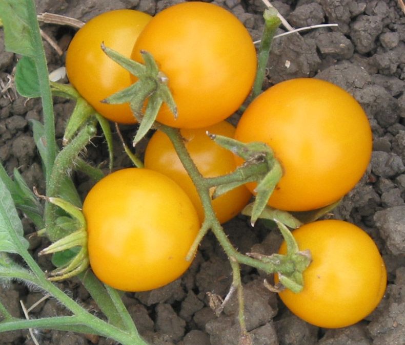 Galina Yellow Organic Cherry | Premium Garden-Fresh Self-Pollinating Heirloom Tomato Seeds